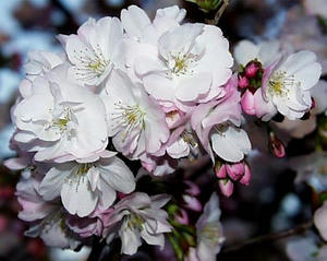 桜　植物園へようこそ！